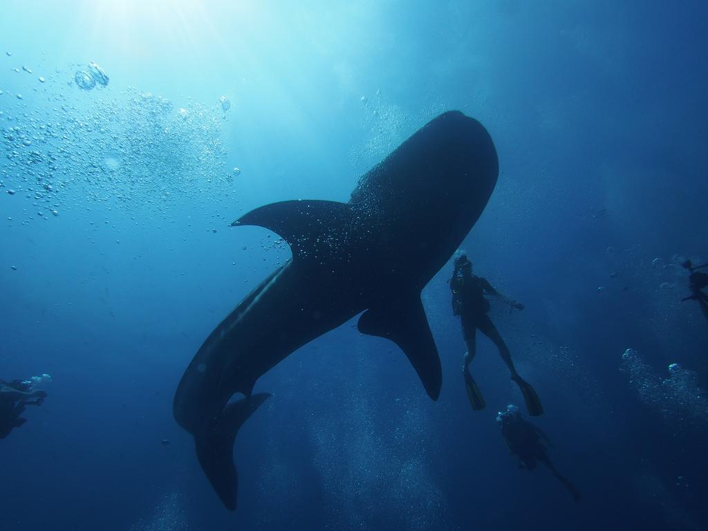 Scuba Inn Omadhoo Ngoại thất bức ảnh